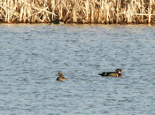 Wood Duck Pair