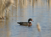 Wood Duck "Mardi Gras Colors"