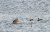 Wood Ducks "Cruising"