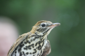 Eye View of a Wood Thrush