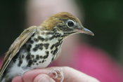 Wood Thrush Profile