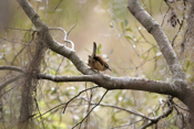 Classic Carolina Wren