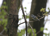 Yellow-rumped Warbler Broad View