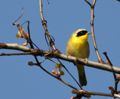 Common Yellowthroat Closeup