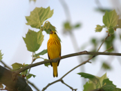 Yellow Warbler Close View