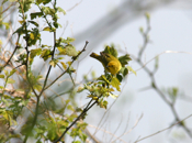 Female Yellow Warbler