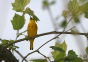 Outstanding Yellow Warbler