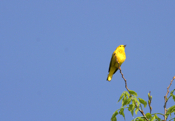 Yellow Warbler Singing