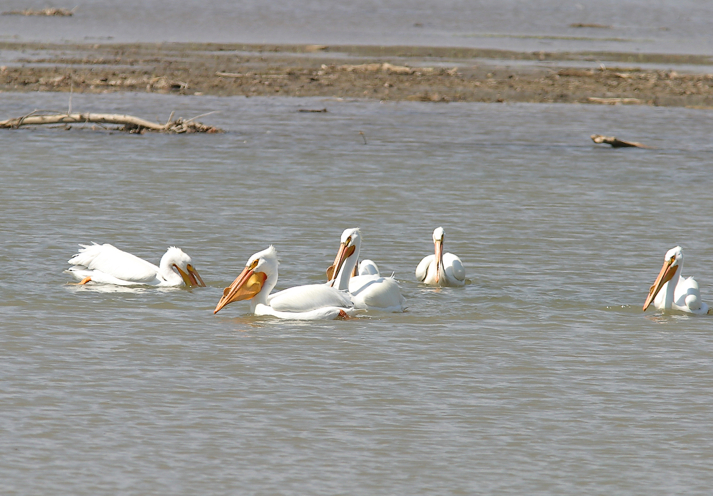 Full Size Image = 785 K