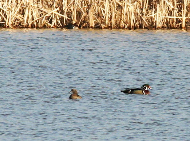 Wood Duck Pair