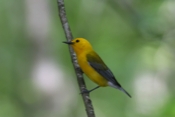 Prothonotary Warbler on Branch