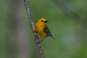 Prothonotary Warbler