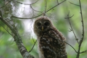 Barred Owl Close-up