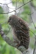 Barred Owl Profile