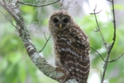 Barred Owl Stare