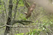 Barred Owl Flight