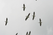 American White Pelicans