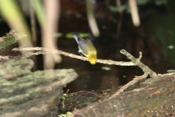Prothonotary Warbler in Swamp