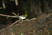 Prothonotary Warbler Hunting