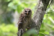 Barred Owl Chick