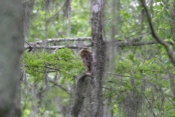 Barred Owl Looking Around