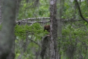Barred Owl Crawfish Profile 2