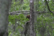 Barred Owl Crawfish Profile
