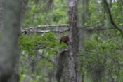 Barred Owl Profile
