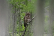 Barred Owl Adult Awareness