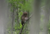 Barred Owl Adult Pose
