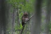 Barred Owl Adult