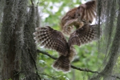 Barred Owl Pair