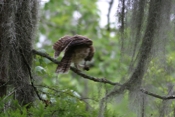 Barred Owl