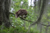 Barred Owl Feast