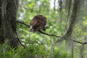 Barred Owl Crawfish Grip