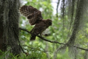 Barred Owl with Crawfish