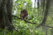 Barred Owl Crawfish Closeup
