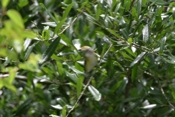 White-eyed Vireo Pose