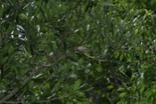 White-eyed Vireo in Tree