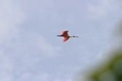 Roseate Spoonbill