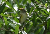 White-eyed Vireo