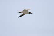 Laughing Gull Inflight