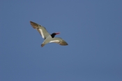 Oystercatcher Inflight