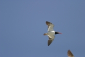 Oystercatcher Inflight Second