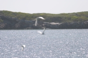 Manhead Key and Tropic Birds