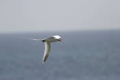 Solo Tropic Bird