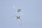 Tropic Bird Pair