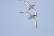 Tropic birds Inflight