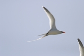 White-tailed Tropic birds Inflight