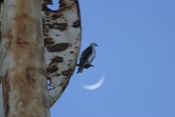 Osprey on Water Tower